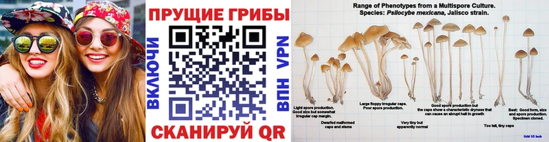 дарнет шоп  Протвино  Галлюциногенные грибы MAGIC MUSHROOMS 