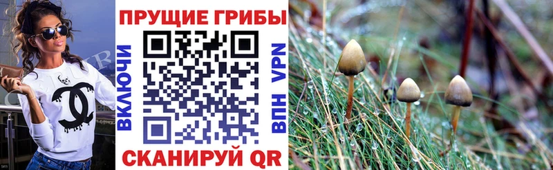 Псилоцибиновые грибы Psilocybine cubensis Протвино